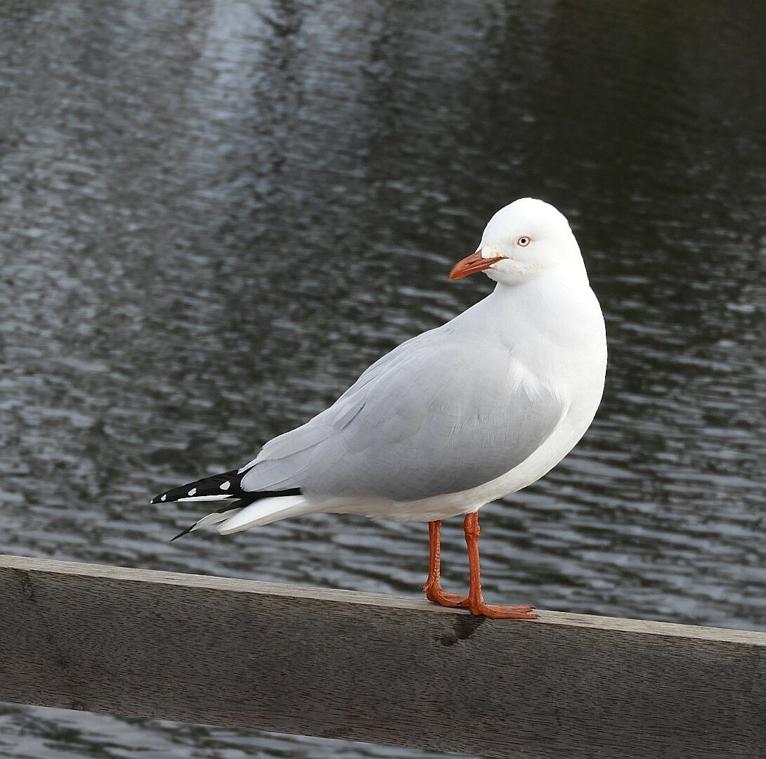 Silver Gull - ML241881611