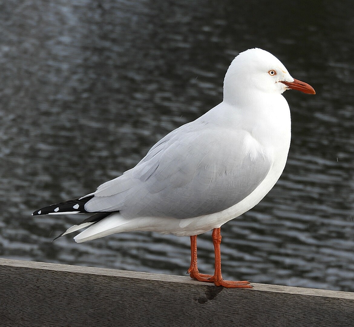 Silver Gull - ML241881641