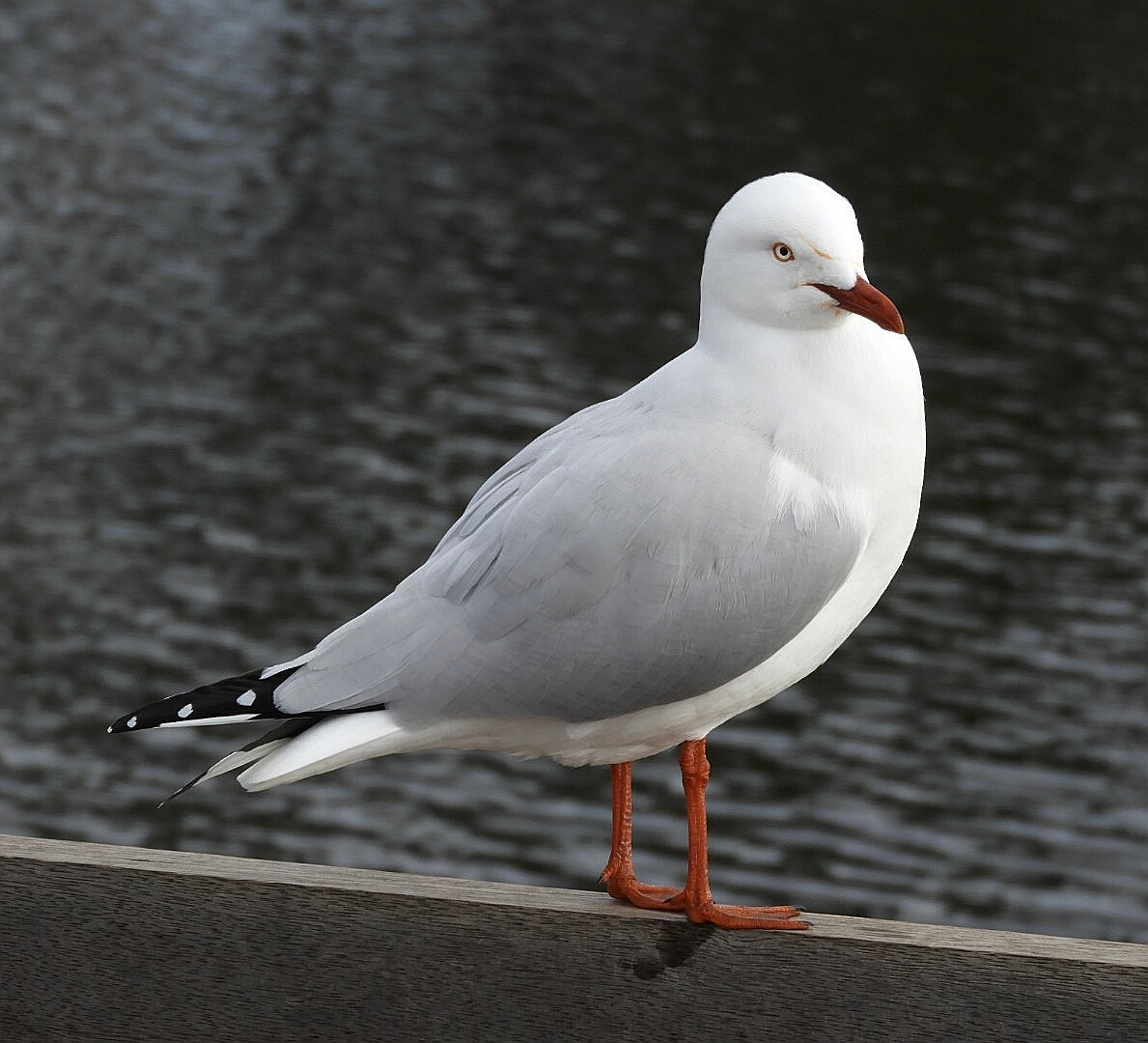 Silver Gull - ML241881651