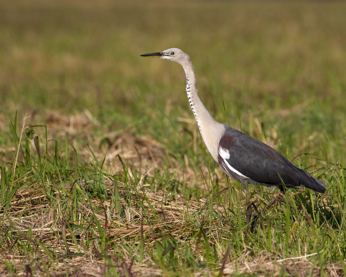 Pacific Heron - ML241882301