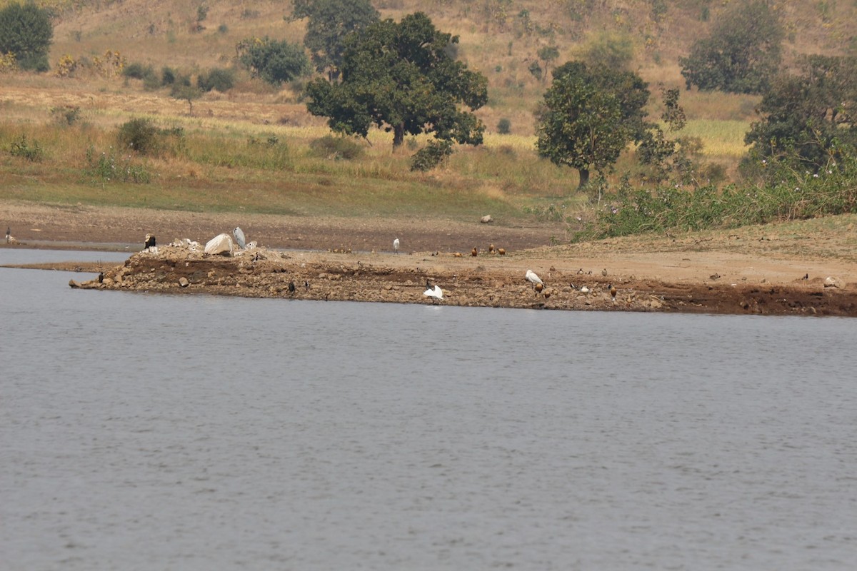 Gray Heron - ML241882641