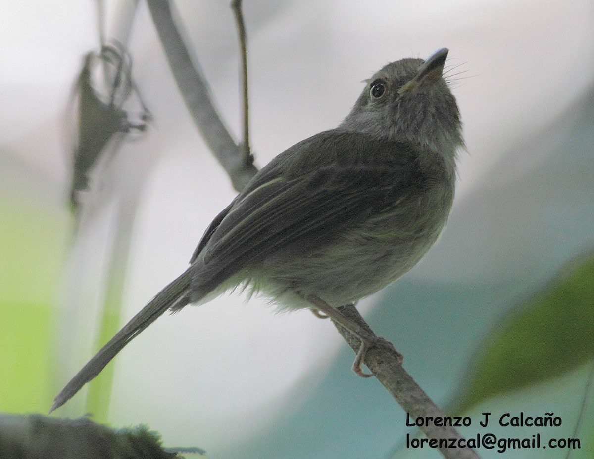 Helmeted Pygmy-Tyrant - Lorenzo Calcaño