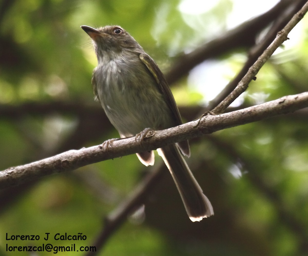 Helmeted Pygmy-Tyrant - ML241882861