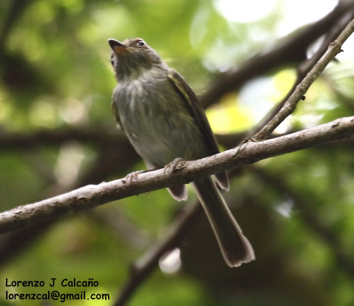 Helmeted Pygmy-Tyrant - Lorenzo Calcaño