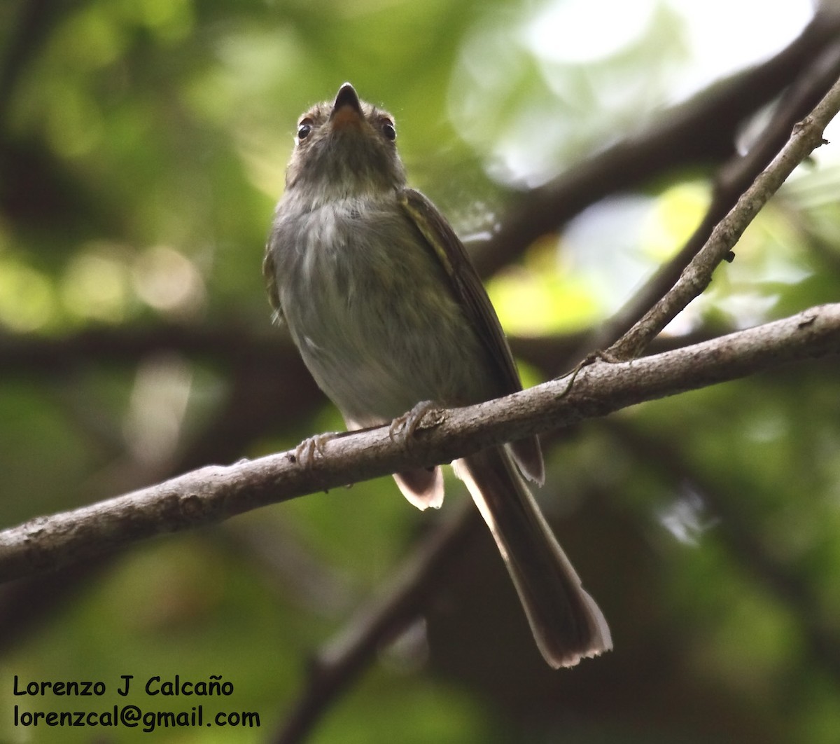 Helmeted Pygmy-Tyrant - Lorenzo Calcaño