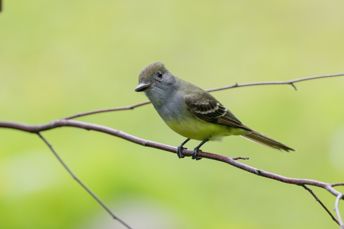 Great Crested Flycatcher - Samantha Upperman