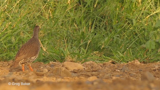 Natal Spurfowl - ML241883851