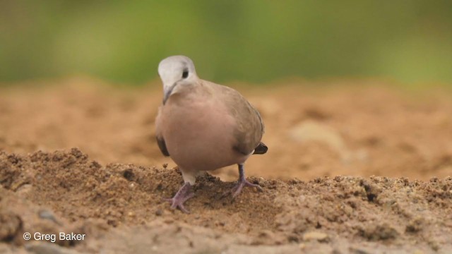 Emerald-spotted Wood-Dove - ML241883901