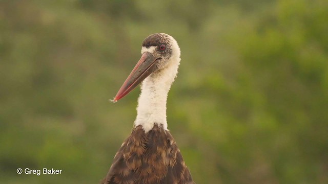 African Woolly-necked Stork - ML241884011