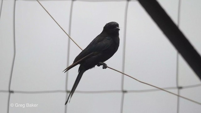 Drongo Ahorquillado - ML241884051