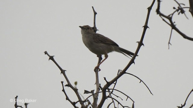 Rattling Cisticola - ML241884071