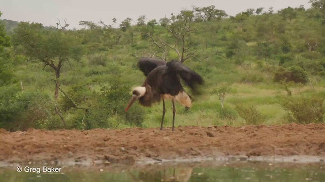 African Woolly-necked Stork - ML241884111
