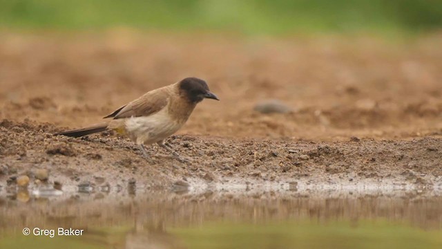 Bulbul Naranjero (grupo tricolor) - ML241884121