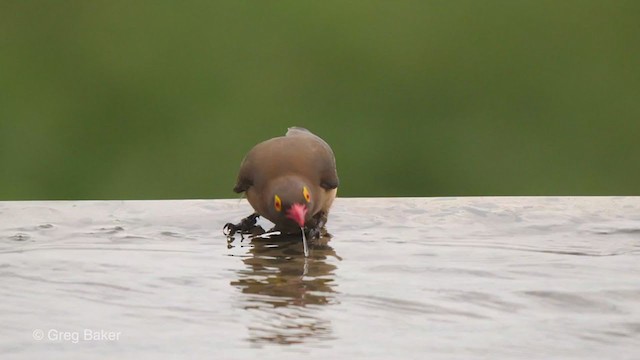 Red-billed Oxpecker - ML241884331