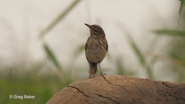White-browed Scrub-Robin - ML241884351