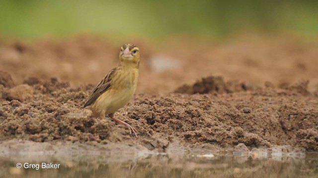 ズアカコウヨウチョウ - ML241884401