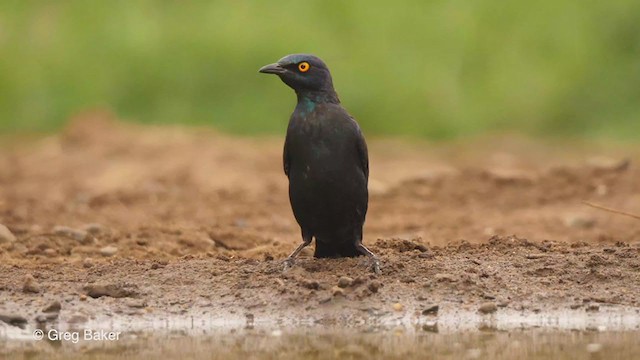 Cape Starling - ML241884411