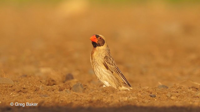 Red-billed Quelea - ML241884531