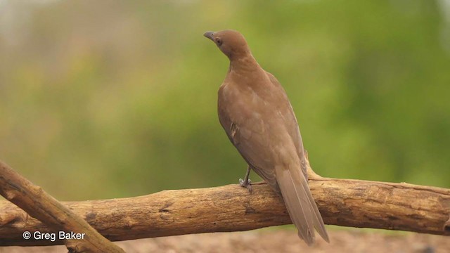 Red-billed Oxpecker - ML241884541