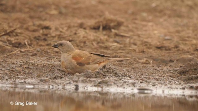 Southern Gray-headed Sparrow - ML241884551