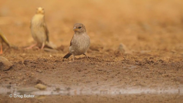 Southern Gray-headed Sparrow - ML241884621