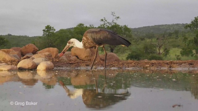 Cigüeña Lanuda Africana - ML241884661