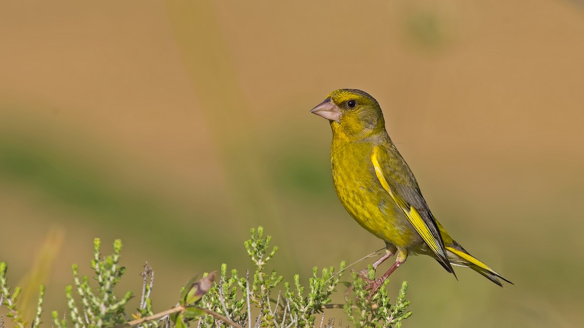 European Greenfinch - Sezai Goksu
