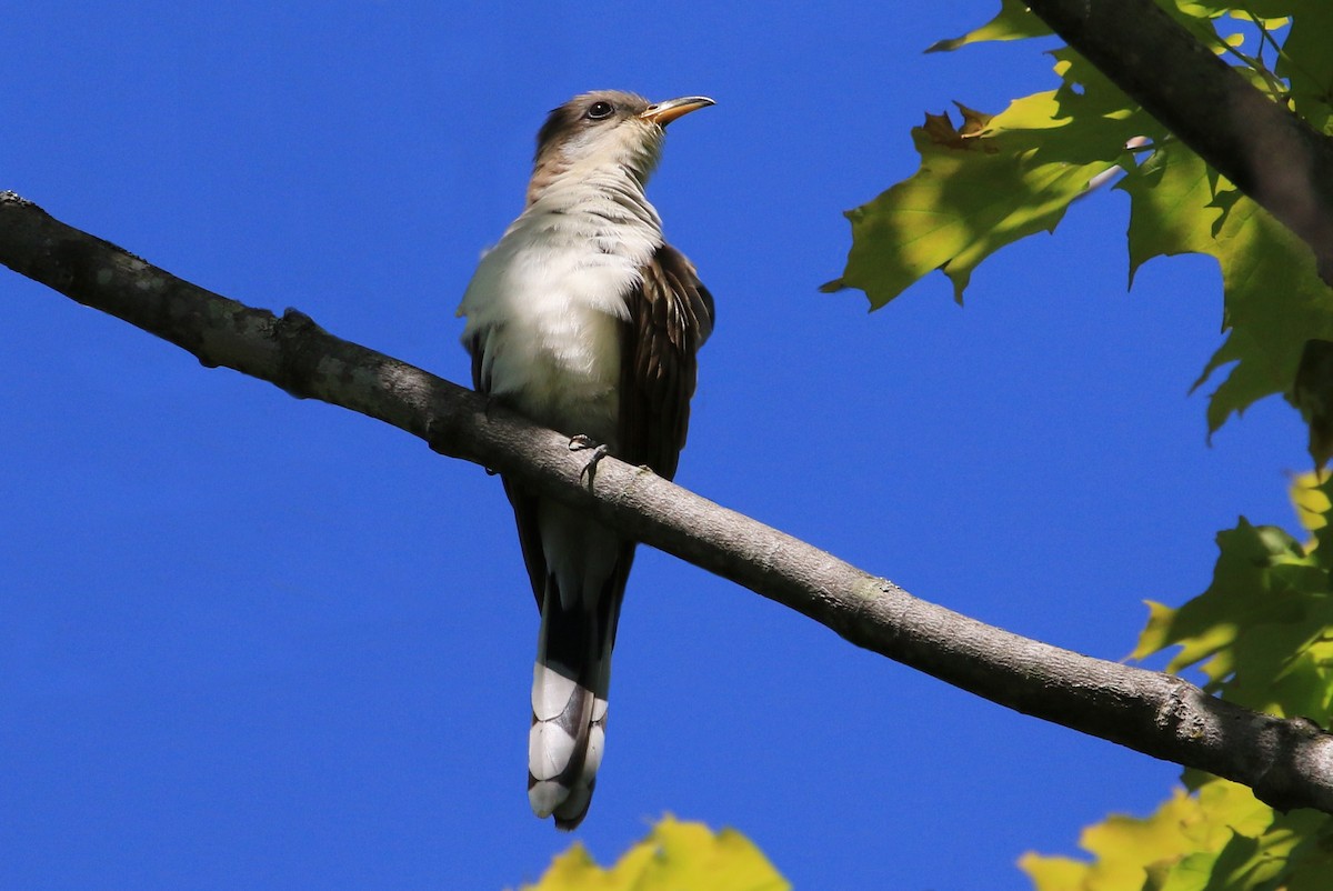 Cuclillo Piquigualdo - ML241888301