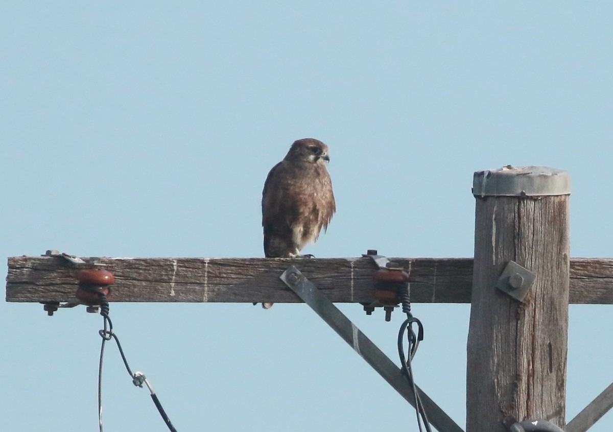 Brown Falcon - ML241889691