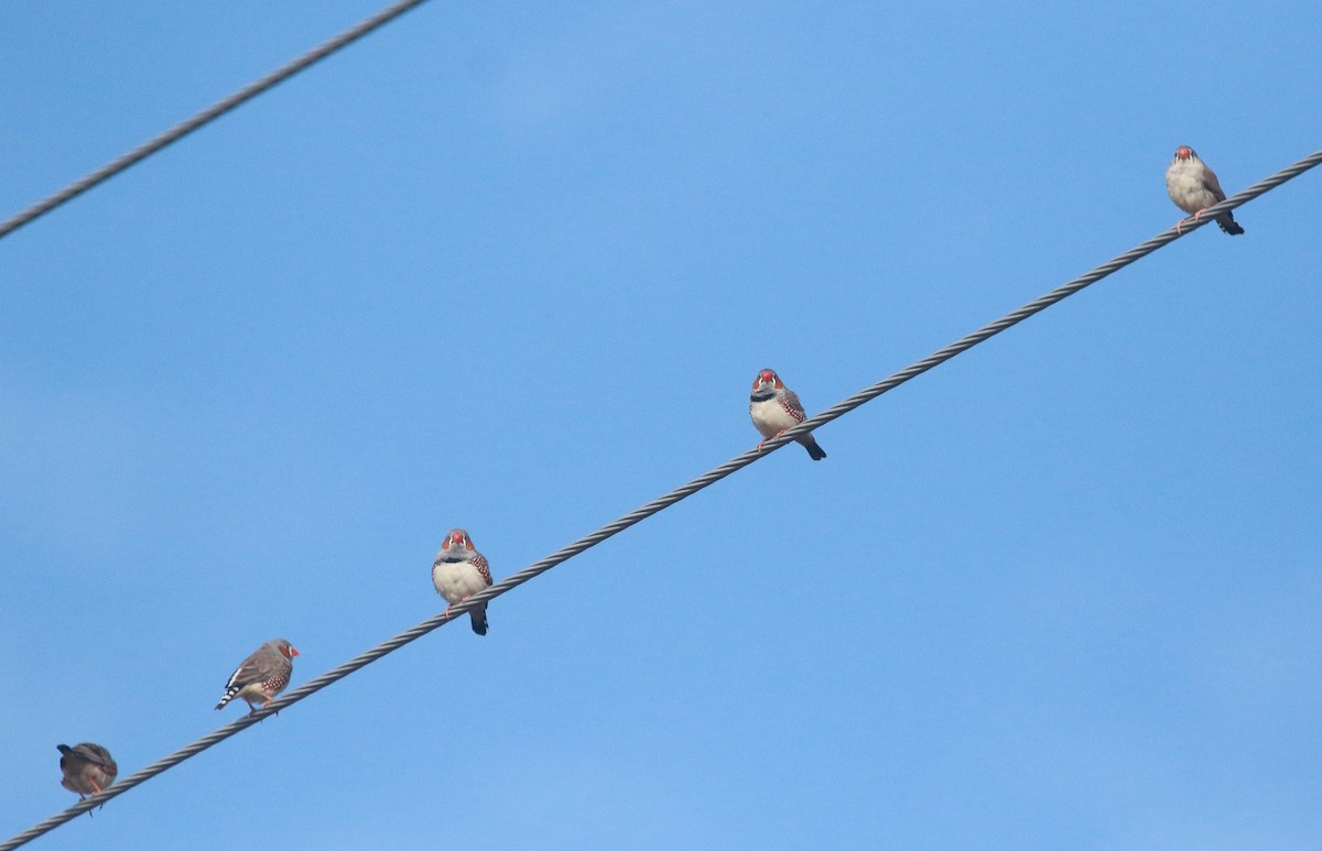 Zebra Finch - ML241889701