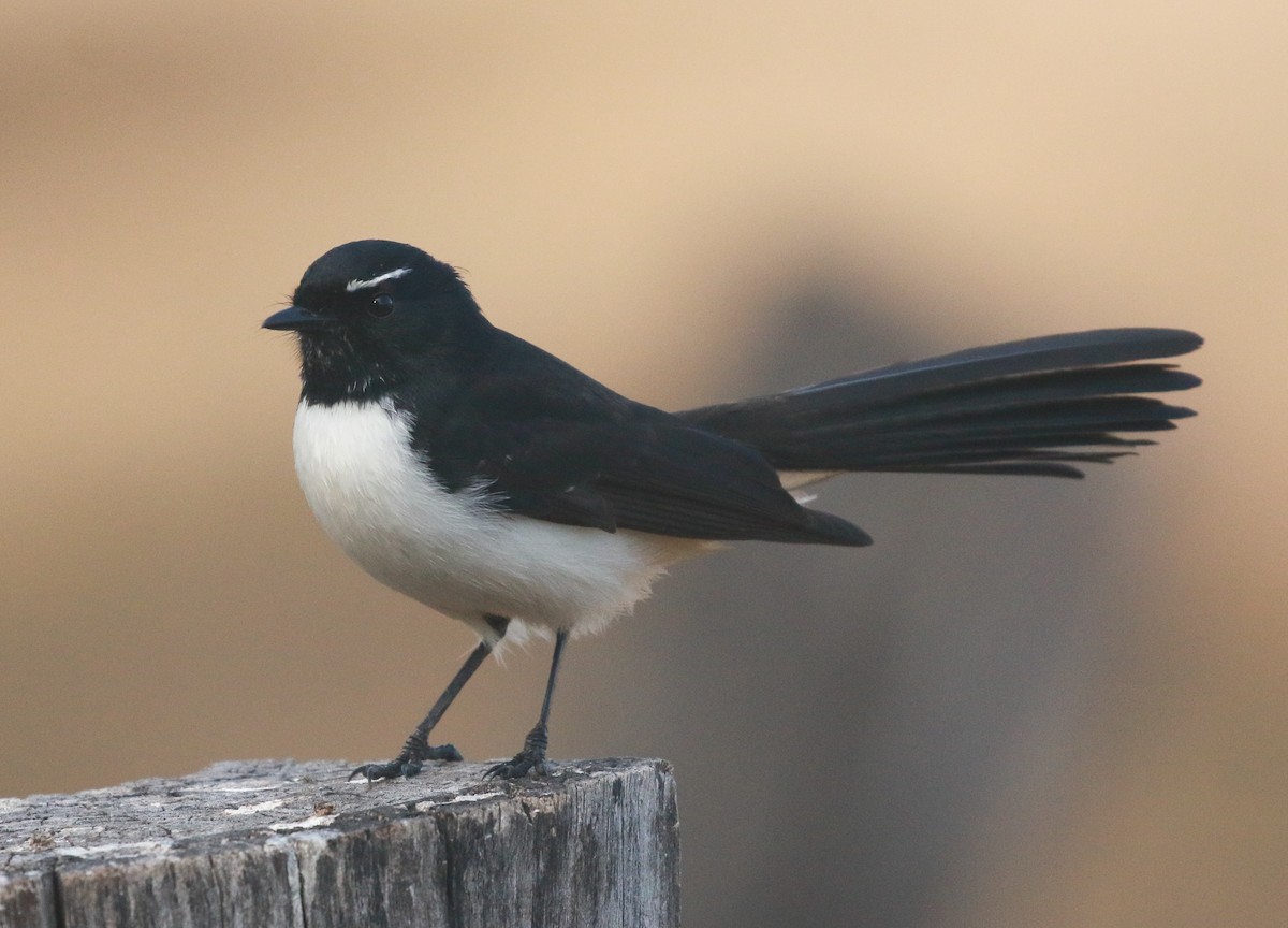 Willie-wagtail - ML241889791