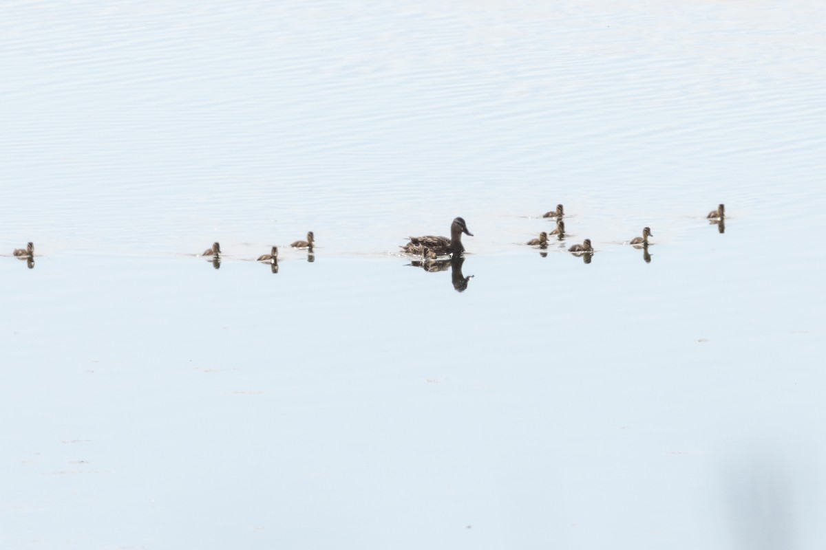 Mallard - ML241889861