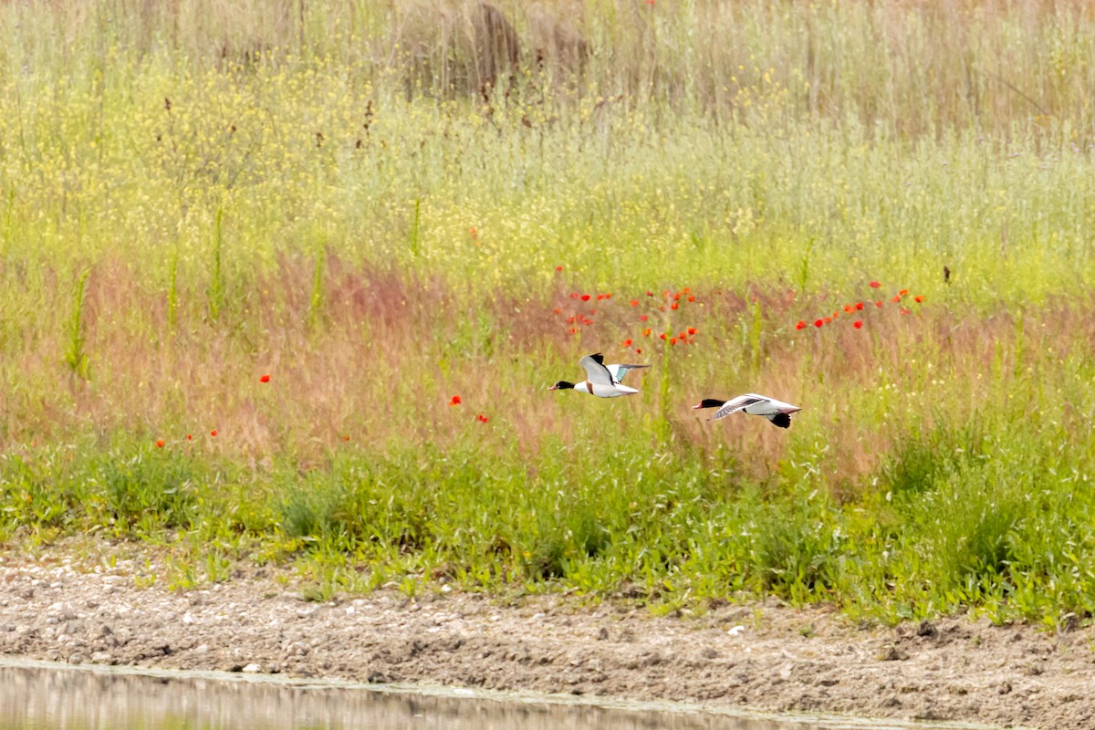 Common Shelduck - ML241889921