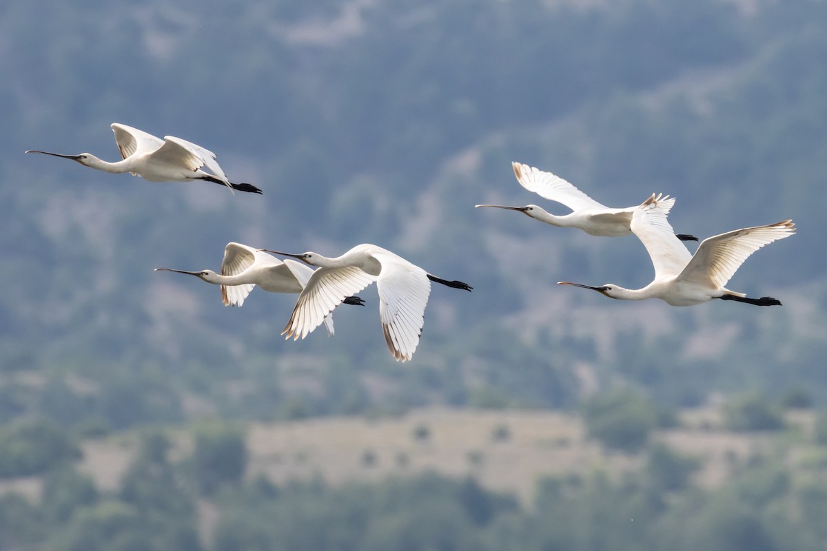 Eurasian Spoonbill - ML241889961