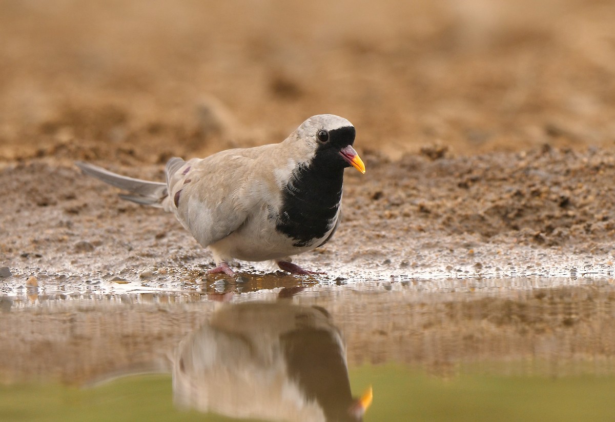 Namaqua Dove - ML241890041