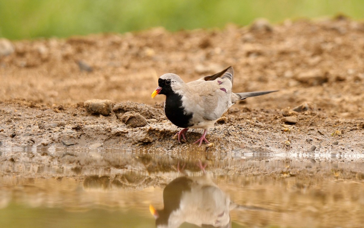 Namaqua Dove - ML241890051