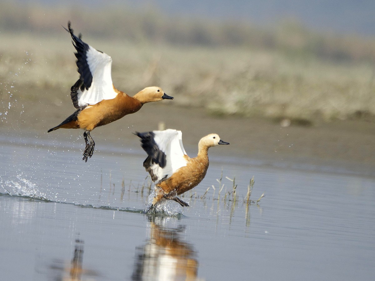 Ruddy Shelduck - ML241890751