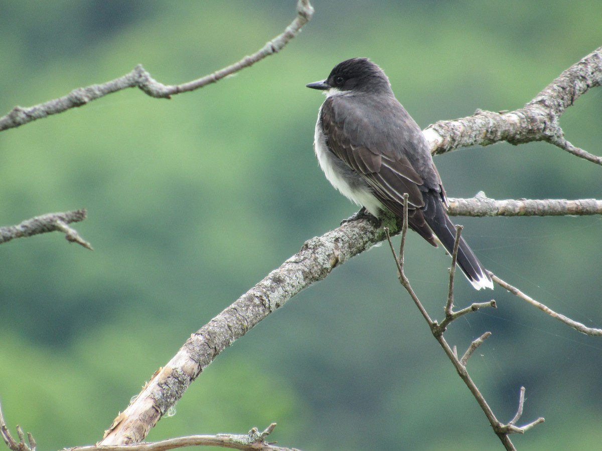 Eastern Kingbird - ML241892481