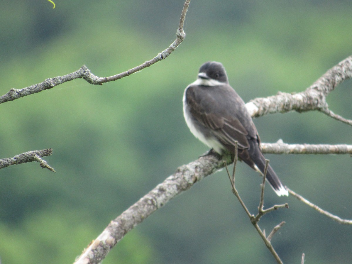 Eastern Kingbird - ML241892511