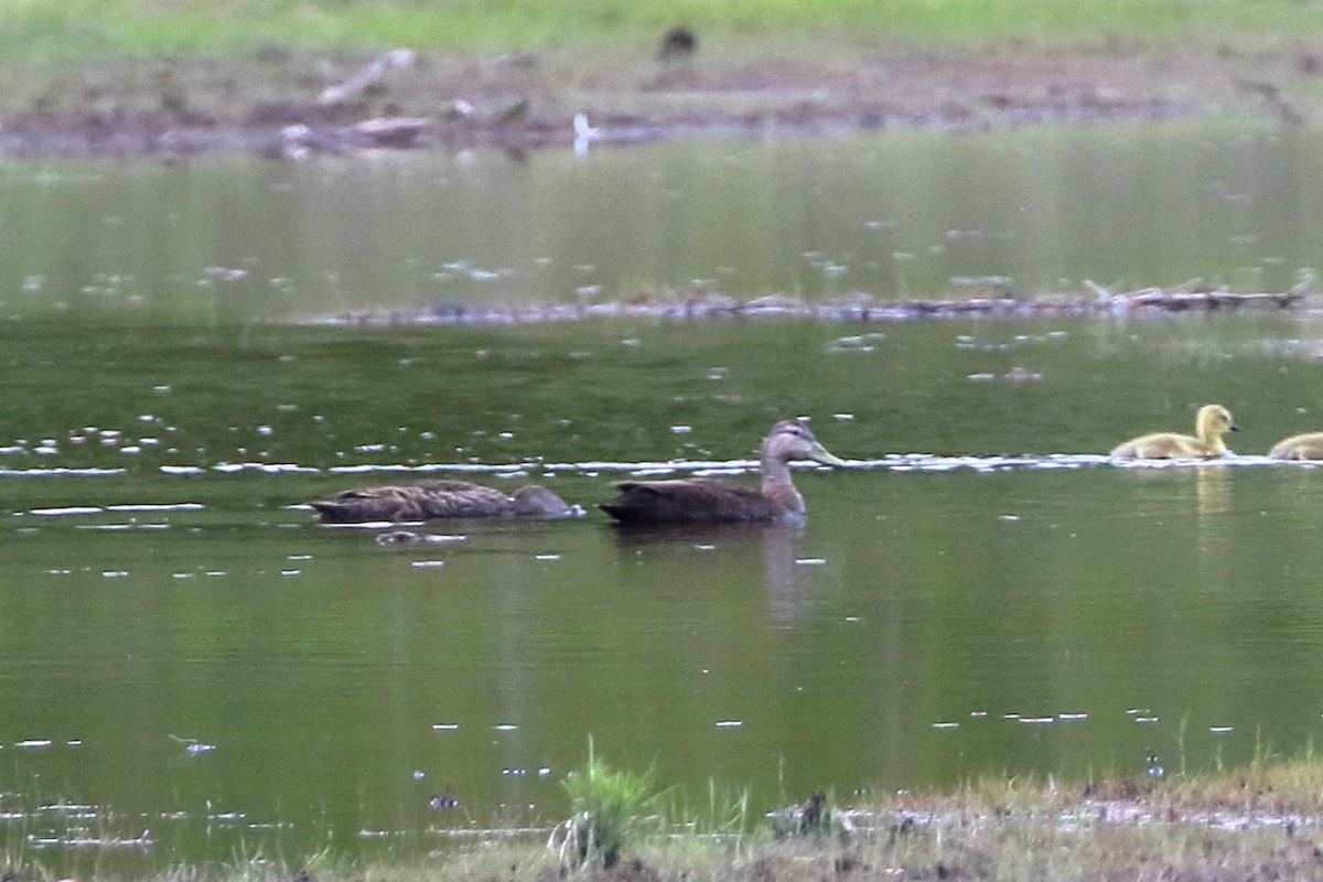 American Black Duck - ML241893101