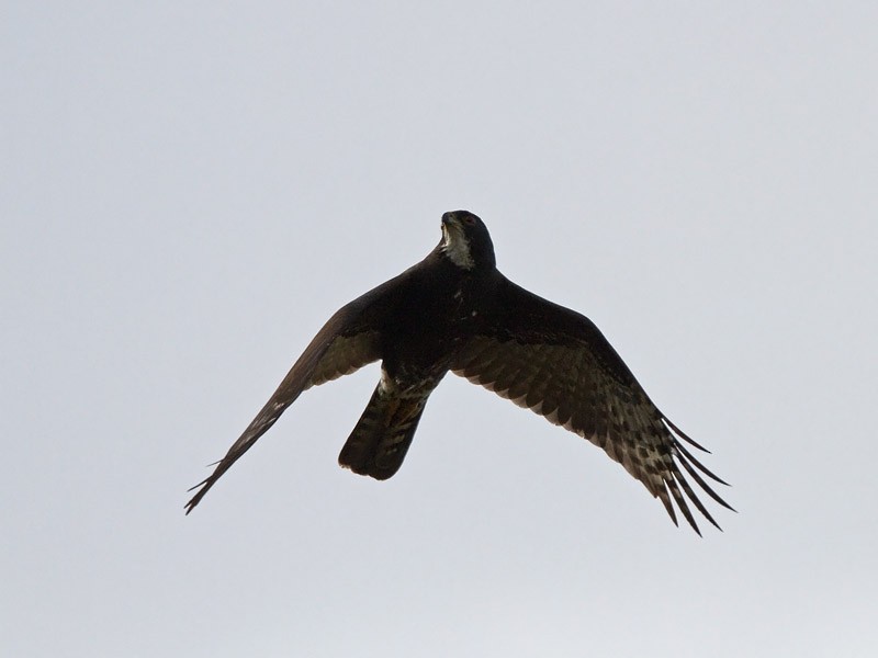 Black Goshawk - ML241893161