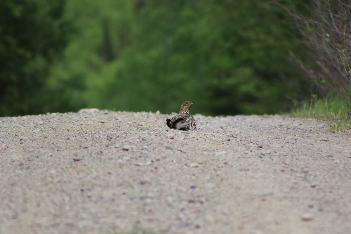 Ruffed Grouse - Trent Massey