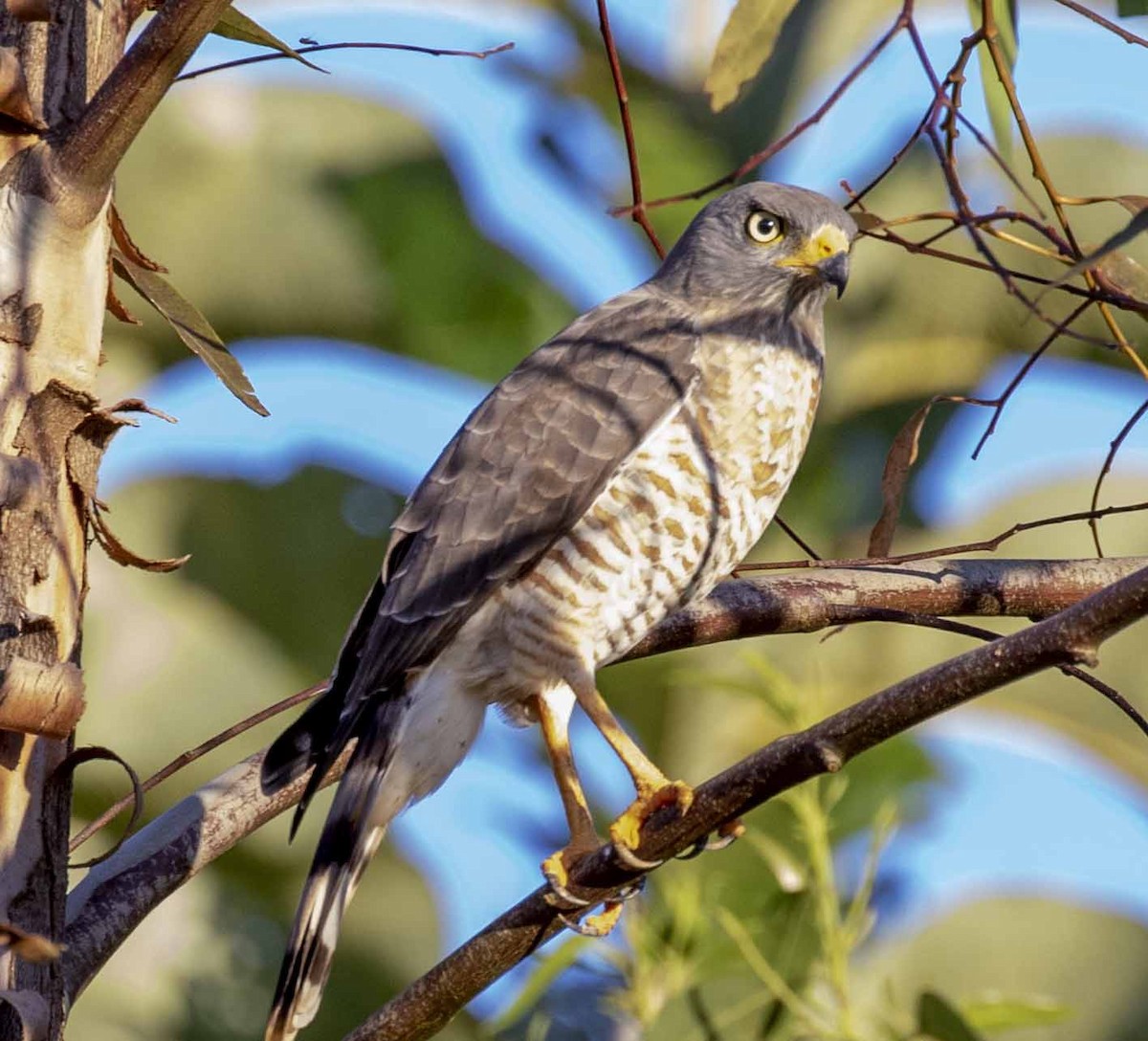 Roadside Hawk - ML241893391