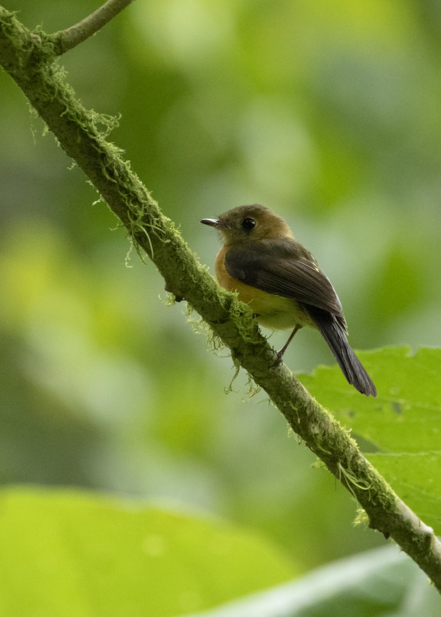Black-tailed Flycatcher (Black-tailed) - ML241893861