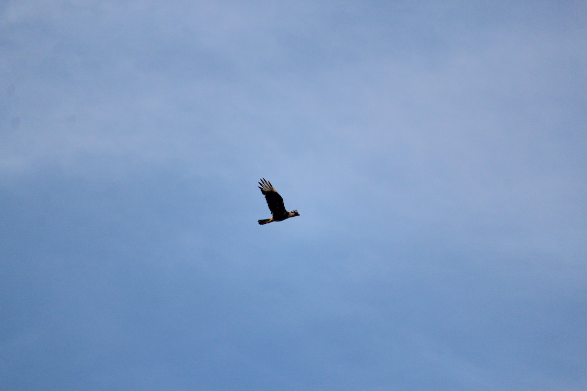 Crested Caracara (Northern) - ML241895101