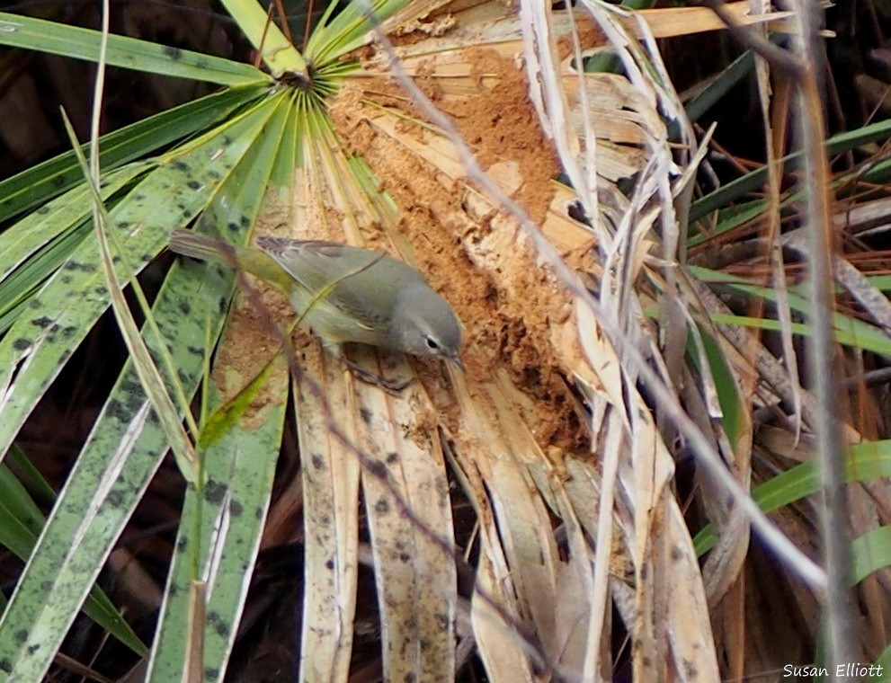 Orange-crowned Warbler - ML24189631