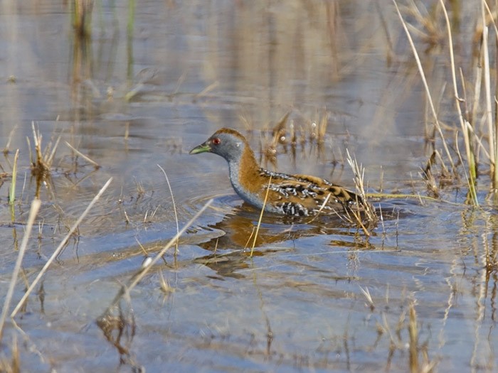 Baillon's Crake (Western) - ML241896591