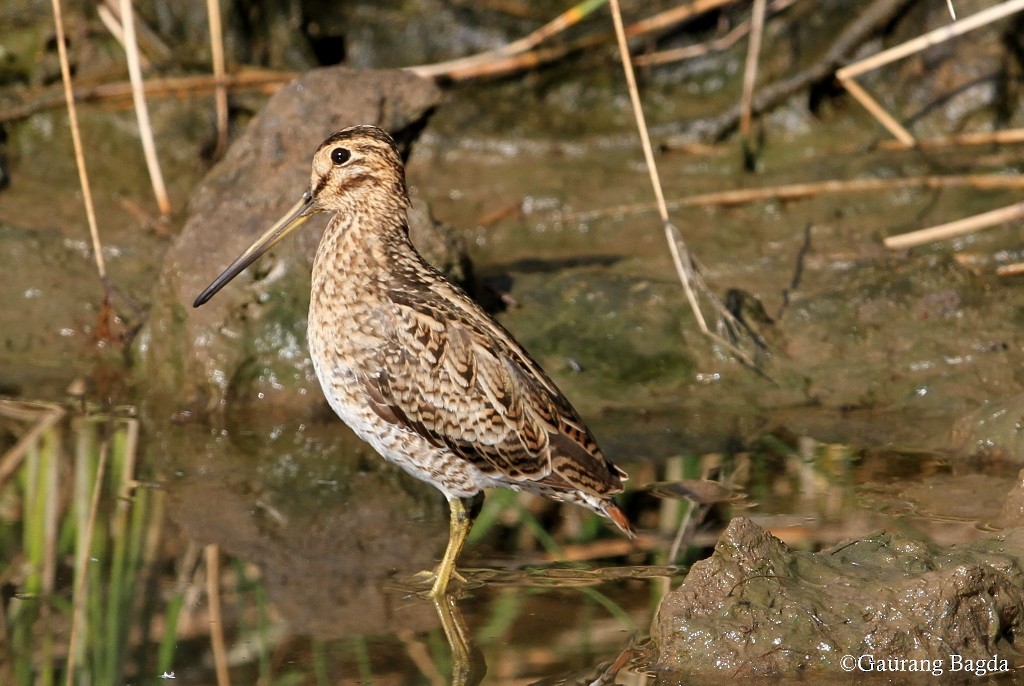 Pin-tailed Snipe - ML24189761