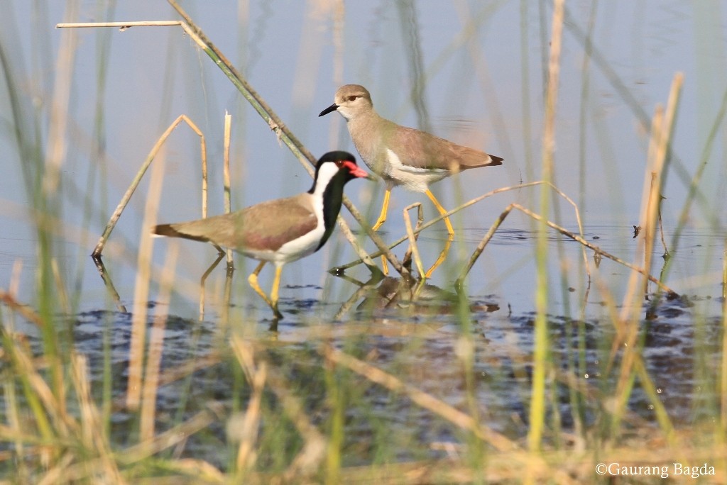 White-tailed Lapwing - ML24189791