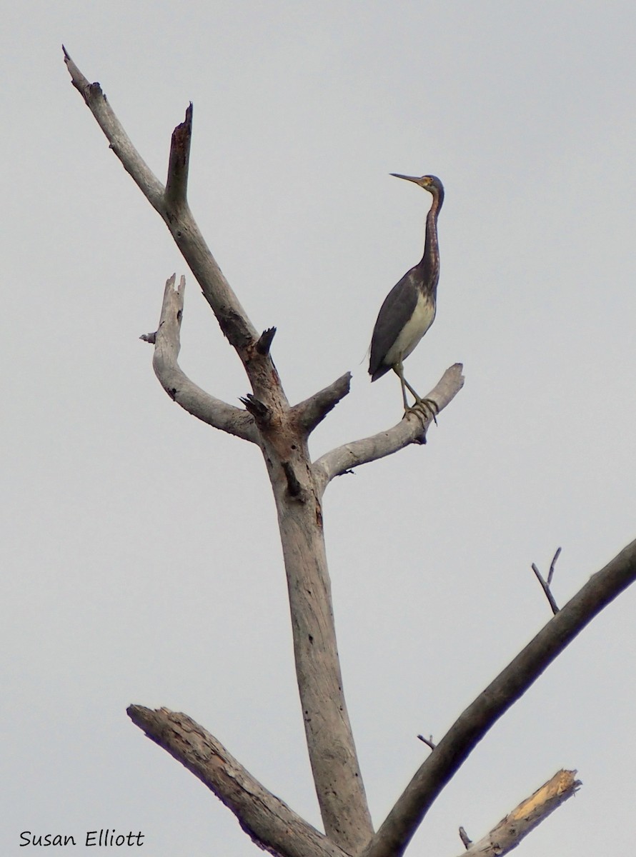 Tricolored Heron - ML24189801